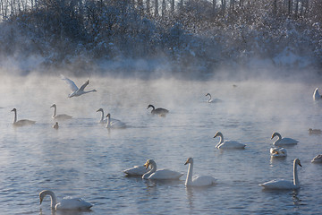 Image showing Beautiful white whooping swans