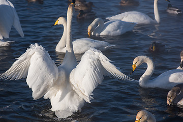 Image showing Beautiful white whooping swans