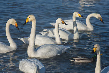 Image showing Beautiful white whooping swans