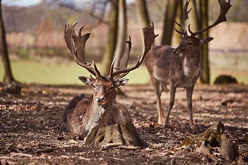 Image showing Deer in the woods