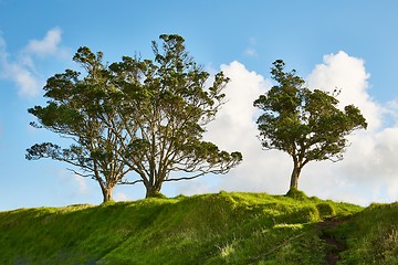 Image showing Green tree in a park