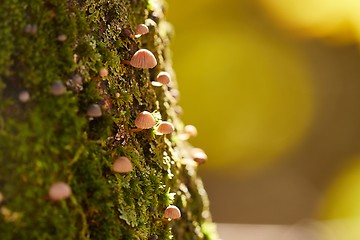 Image showing Tree Trunk with Mushrooms