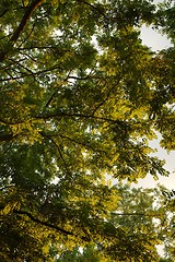 Image showing Spring Green Leaves