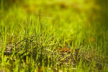 Image showing Green Grass Field