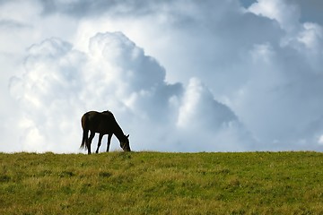 Image showing Black horse on the horizon