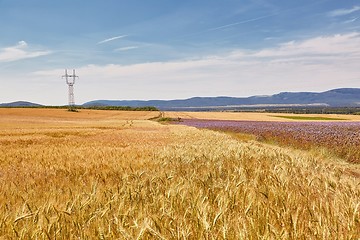 Image showing Wheat field detail