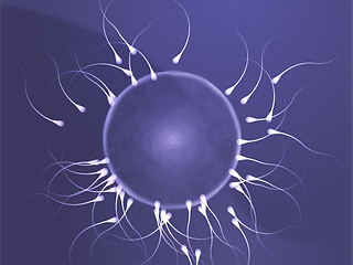 Image showing Human egg cell fertilization