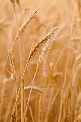 Image showing Wheat field detail