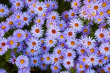 Image showing Small Prurple Flowers