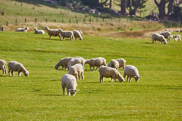 Image showing Sheep in the grass