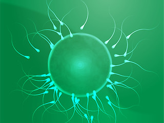 Image showing Human egg cell fertilization