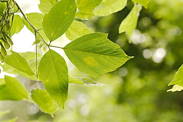 Image showing Green Leaves Background