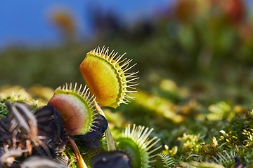 Image showing Venus flytrap carnivorous plant