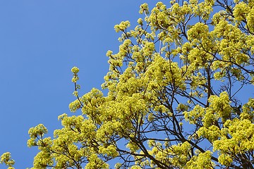 Image showing Spring Green Leaves