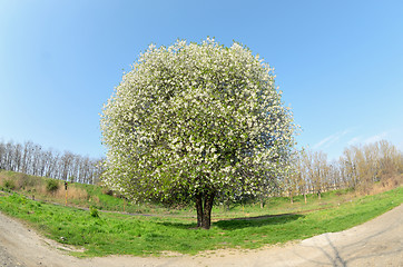 Image showing Blossoming Cherry Tree 