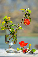 Image showing Japanese ornamental quince - Chaenomeles japonica