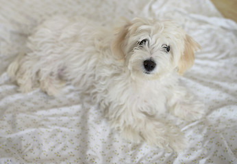 Image showing Young maltese dog