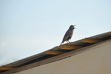 Image showing Common starling bird