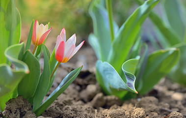 Image showing Growing tulip plant