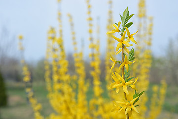 Image showing Blooming forsythia bush 