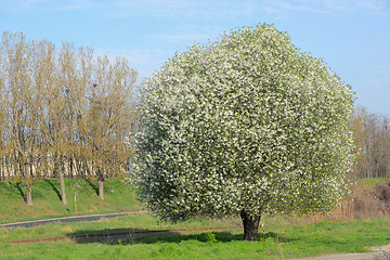 Image showing Blossoming Tree in Spring