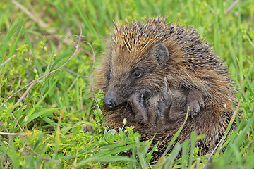 Image showing Young european hedgehog 