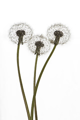 Image showing Dandelions (blowballs) on white background