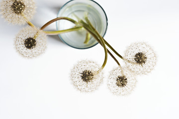 Image showing Dandelions (blowballs) in glass of water