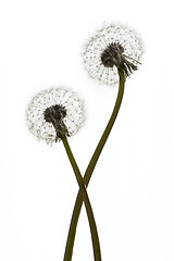 Image showing Dandelions (blowballs) on white background