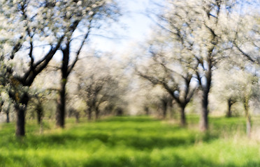 Image showing Cherry orchard in spring. Out of focus