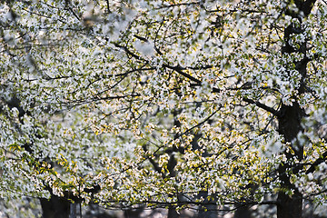 Image showing Cherry orchard in spring