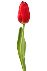 Image showing Red tulip on white