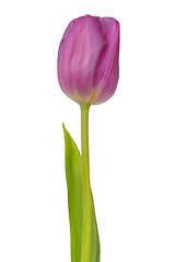 Image showing Purple tulip on white