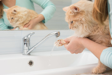 Image showing A girl washes a cat\'s paw under a stream of water from a washbasin mixer in the bathroom