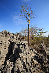 Image showing Tsingy rock formations in Ankarana, Madagascar