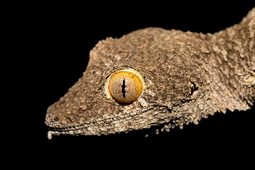 Image showing Giant leaf-tailed gecko, Uroplatus fimbriatus, Madagascar