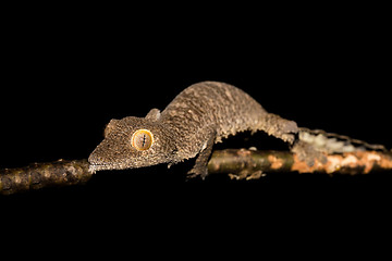 Image showing Giant leaf-tailed gecko, Uroplatus fimbriatus, Madagascar