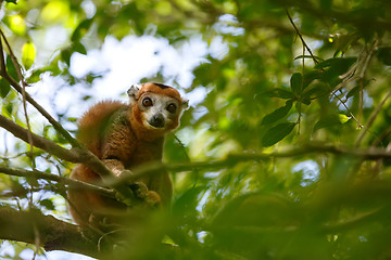 Image showing crowned lemur Ankarana National Park, Madagascar