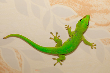 Image showing Phelsuma madagascariensis day gecko, Madagascar