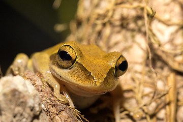 Image showing Beautiful frog Boophis rhodoscelis Madagascar