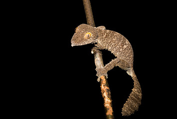 Image showing Giant leaf-tailed gecko, Uroplatus fimbriatus, Madagascar