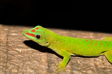 Image showing Phelsuma madagascariensis day gecko, Madagascar