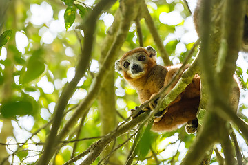 Image showing crowned lemur Ankarana National Park, Madagascar