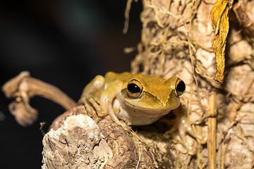 Image showing Beautiful frog Boophis rhodoscelis Madagascar