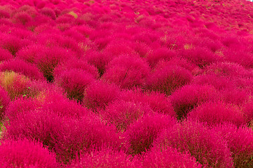 Image showing Kochia flowers