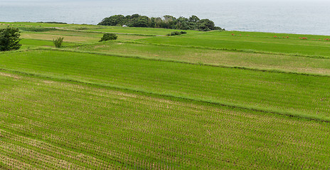 Image showing Fresh rice field