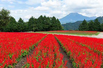 Image showing Red Salvia field