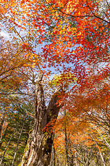 Image showing Autumn landscape