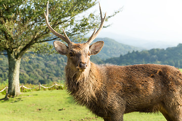 Image showing Bulk deer