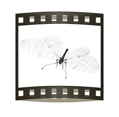 Image showing Line butterfly concept. 3d illustration. The film strip.